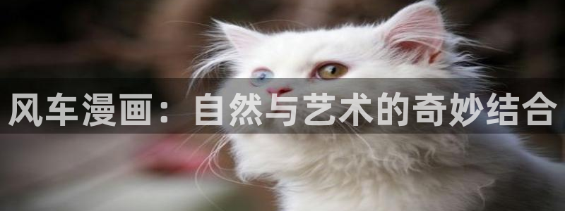 91漫画网页版